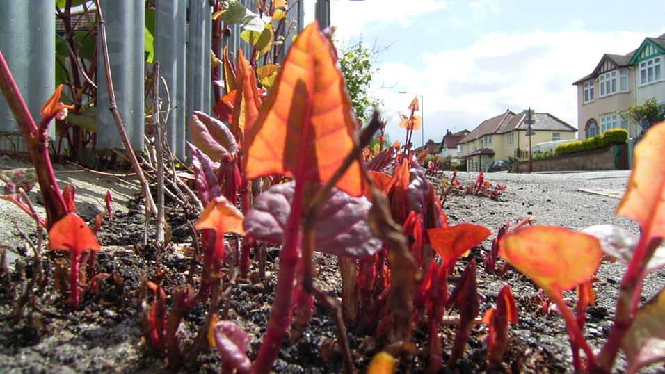 Japanese knotweed growing in High Wycombe